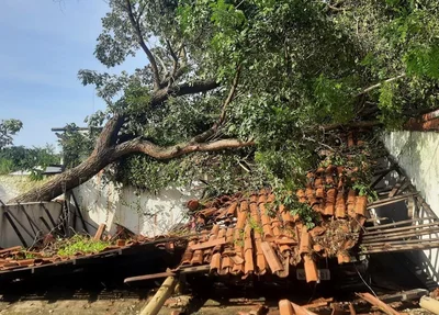 árvore cai e destrói garagem na zona sul de Teresina