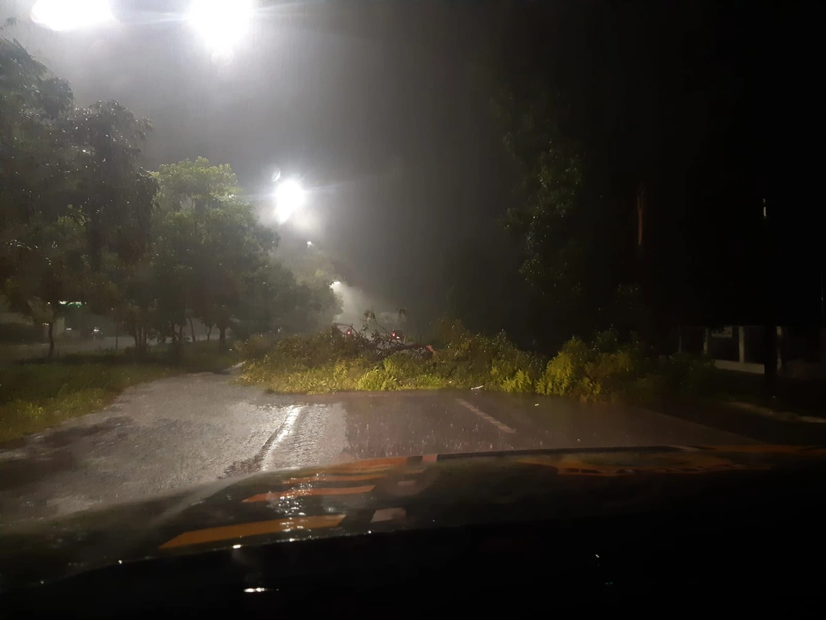 Árvore caiu sobre a pista