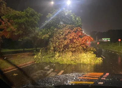 Árvores caem e interditam trechos da BR 343 em Teresina