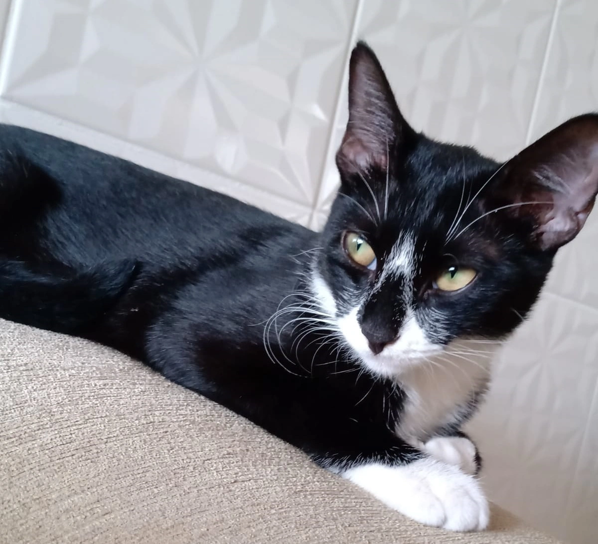 Gatinha Morfeu