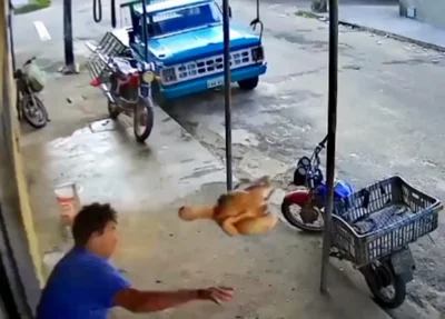 Homem atirando frango em ladrão