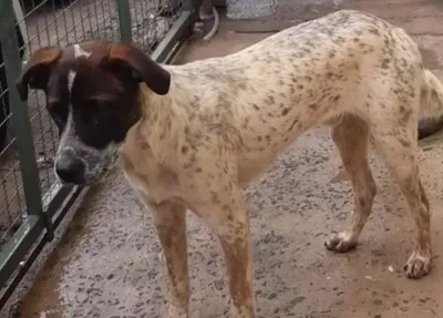 Cachorro conhecido como Cabeça Preta foi uma das vítimas