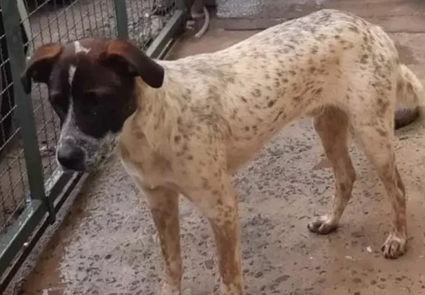Cachorro conhecido como Cabeça Preta foi uma das vítimas