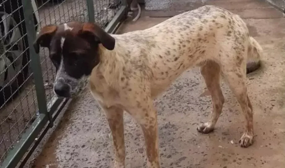 Cachorro conhecido como Cabeça Preta foi uma das vítimas