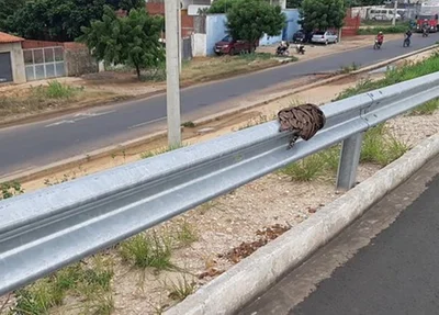 Cobra resgatada pela PRF em Teresina