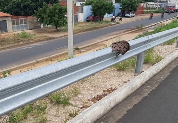 Cobra resgatada pela PRF em Teresina