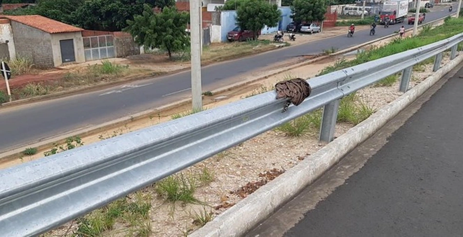 Cobra resgatada pela PRF em Teresina