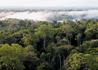 Nuvem de areia do Deserto do Saara chega a Floresta Amazônica
