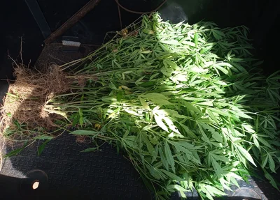 Pés de maconha apreendidos