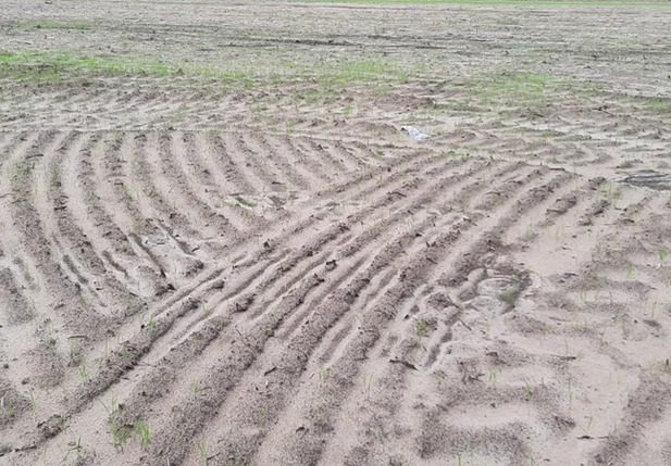 Plantação de grãos em Cocal