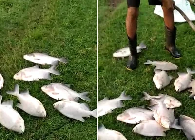 Produtor já perdeu quase 300 quilos de peixe