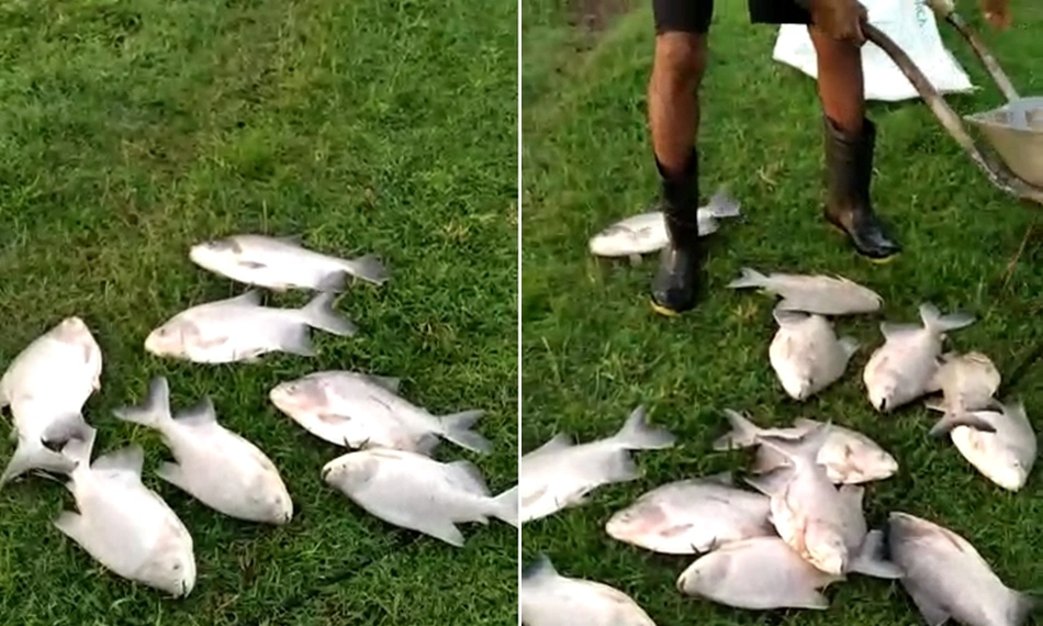 Produtor já perdeu quase 300 quilos de peixe