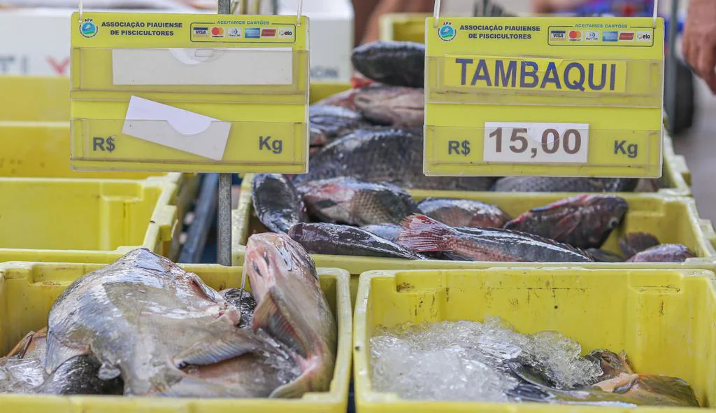 Tambaqui é líder de vendas no mercado do peixe