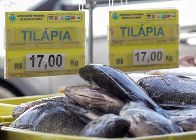 Tilápia também é um dos mais procurados