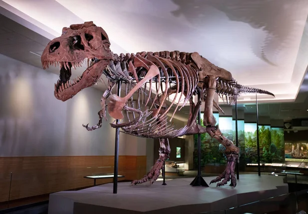 Tyrannosaurus rex