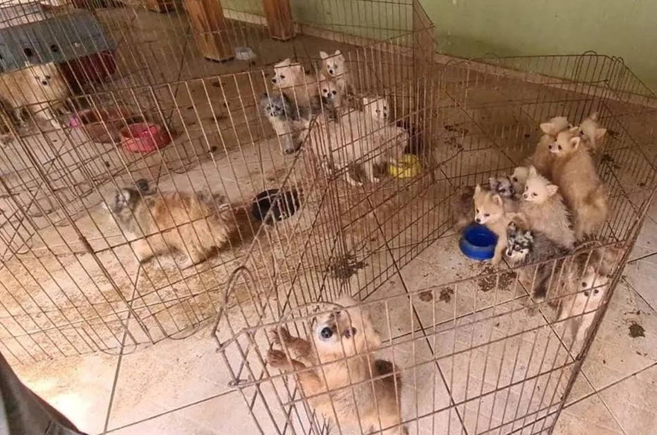 Animais estavam espalhados por vários cômodos.