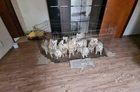 Animais estavam espalhados por vários cômodos