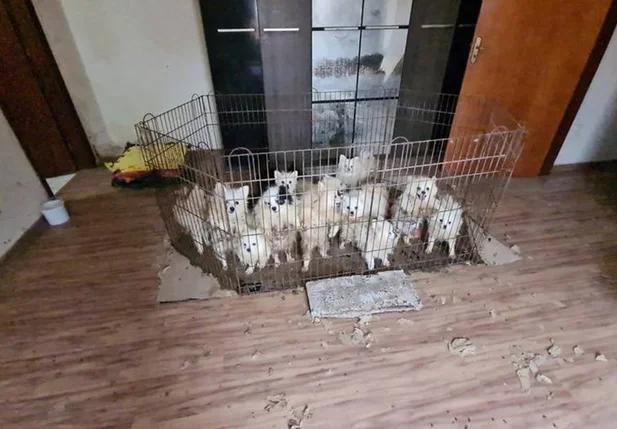 Animais estavam espalhados por vários cômodos