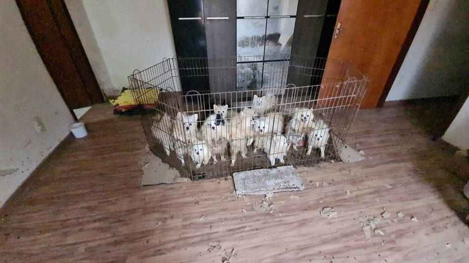 Animais estavam espalhados por vários cômodos