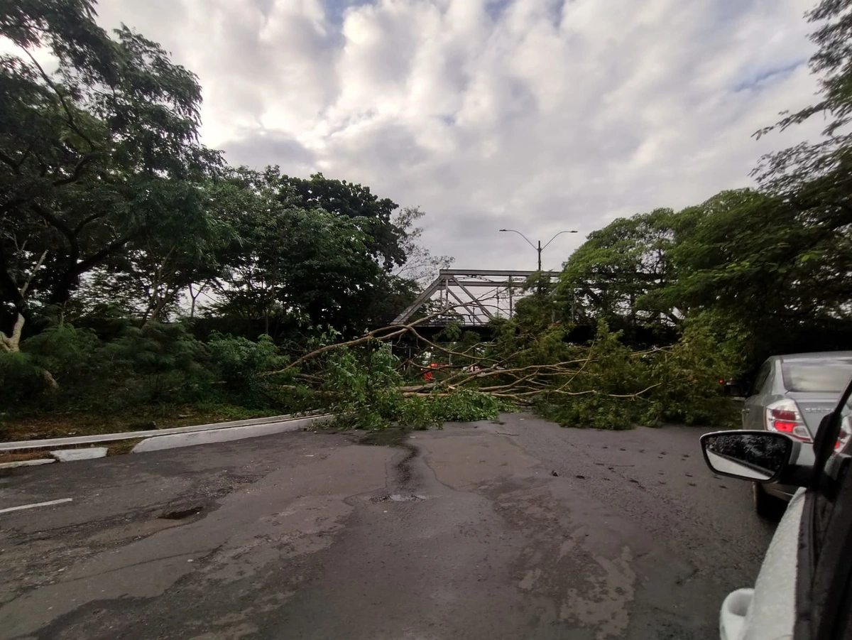 Árvore cai e interdita trecho da Avenida Maranhão em Teresina