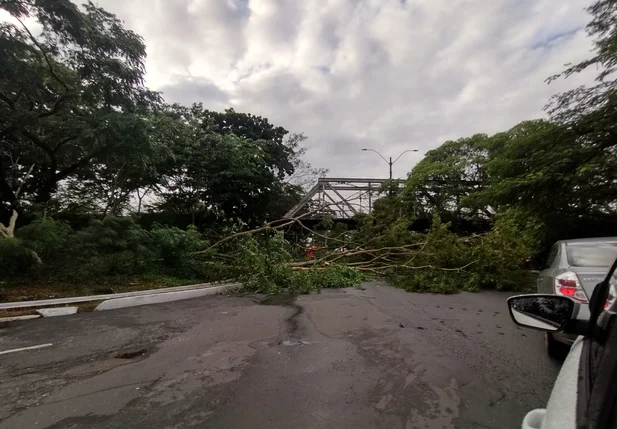 Árvore cai e interdita trecho da Avenida Maranhão em Teresina