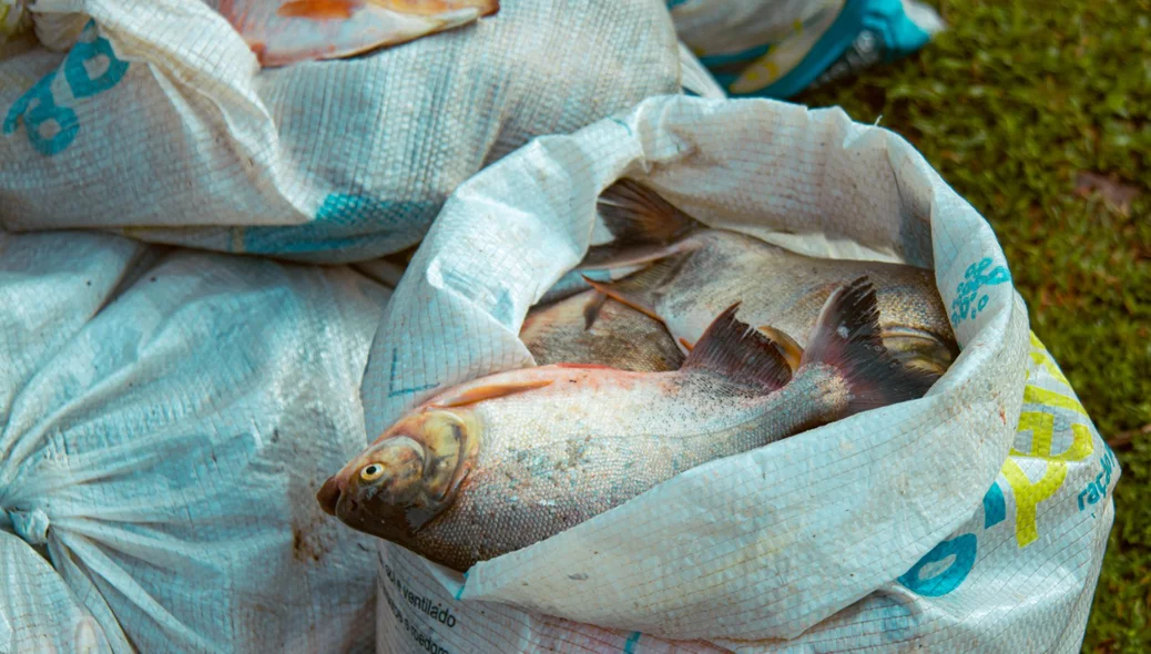 Peixes doados para a população de Miguel Alves