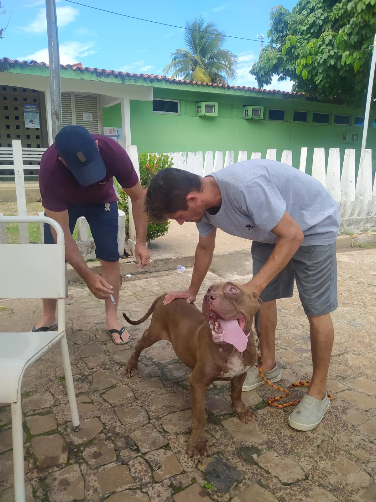 Campo Maior promove dia de vacinação antirrábica