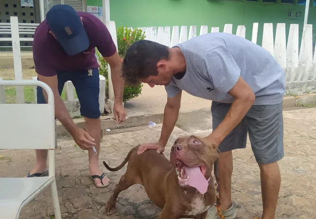 Campo Maior promove dia de vacinação antirrábica