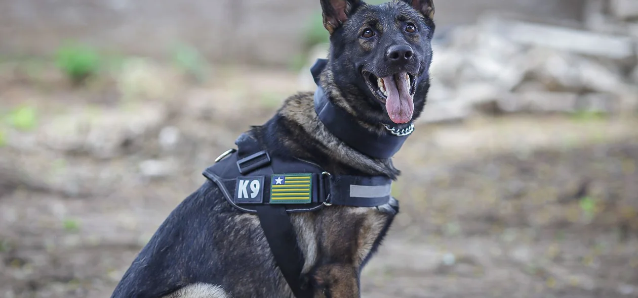 Cão farejador