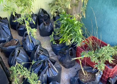 Maconha apreendida em Pedro II