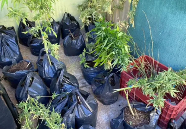 Maconha apreendida em Pedro II