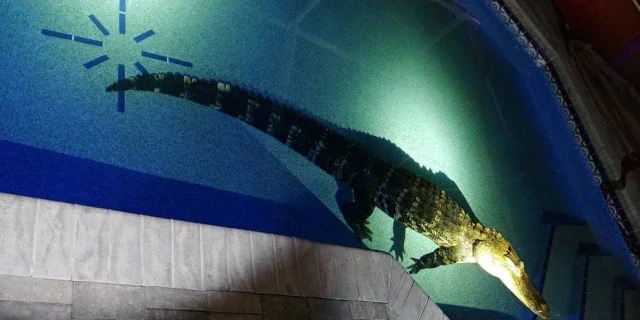Nos Estados Unidos, família encontra crocodilo de 3 metros em sua piscina. Foto: Facebook/Charlotte County Sheriff's Office