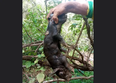 Porco com duas cabeças