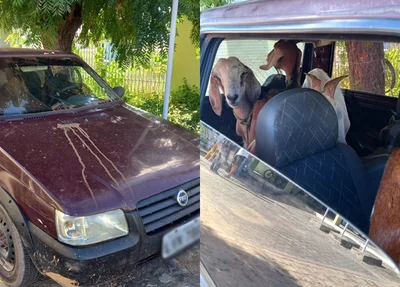 Dupla é presa com 6 cabeças de bode dentro de Fiat Uno no Piauí