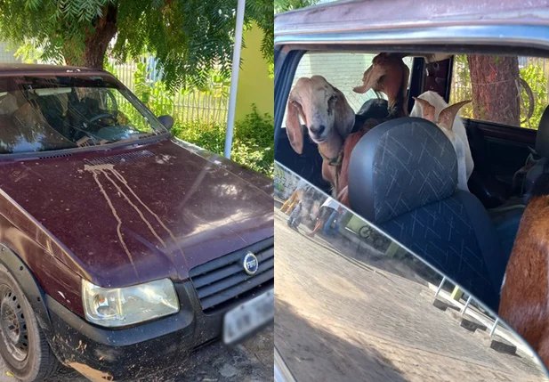 Dupla é presa com 6 cabeças de bode dentro de Fiat Uno no Piauí