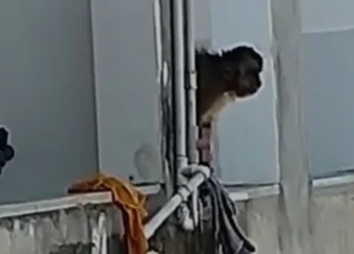 Macaco é flagrado em Corrente-PI