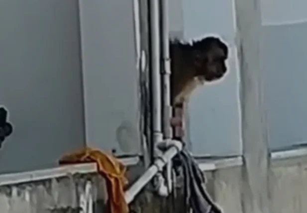 Macaco é flagrado em Corrente-PI