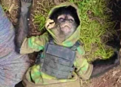 Macaco que foi morto em troca de tiros de policiais e bandidos no México
