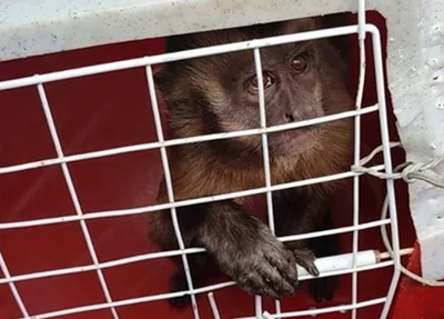 Macaco que viralizou nas redes em Corrente