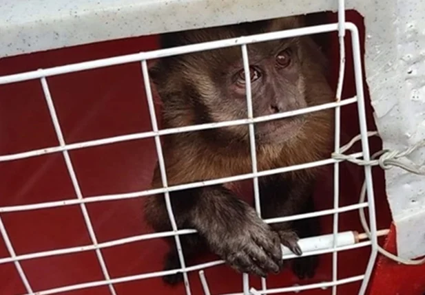 Macaco que viralizou nas redes em Corrente
