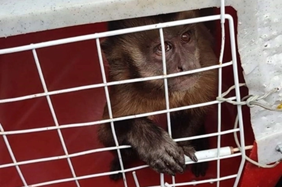 Macaco que viralizou nas redes em Corrente