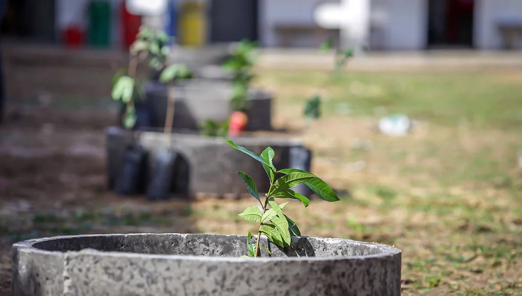 Plantação de mudas de jambo, em substituição a árvores de ninho