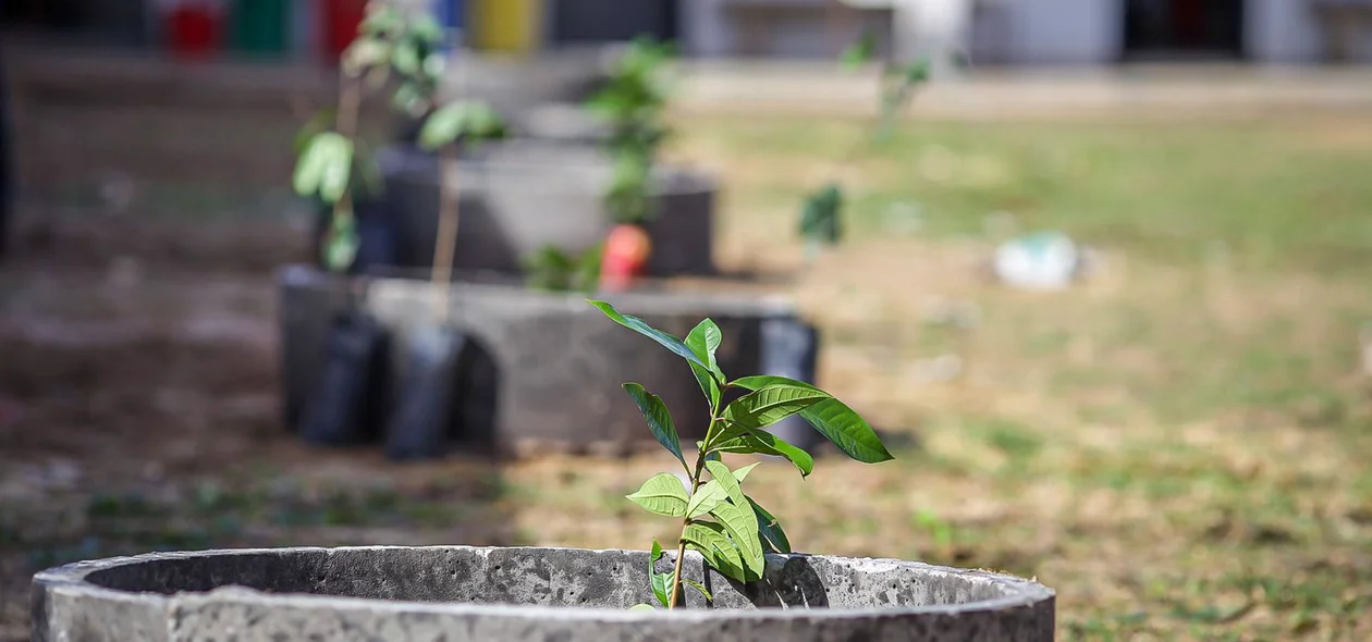 Plantação de mudas de jambo, em substituição a árvores de ninho