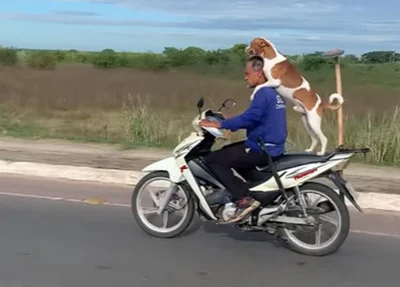 Cachorro é flagrado passeando de moto com o dono
