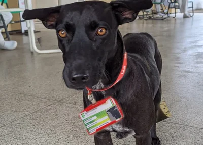 Cachorro Pantera