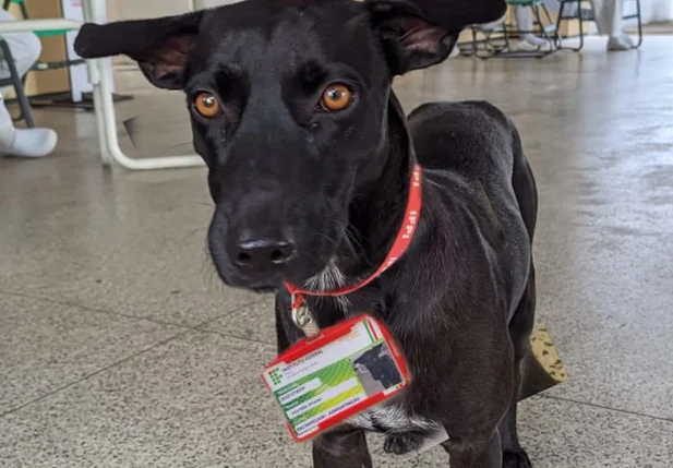 Cachorro Pantera