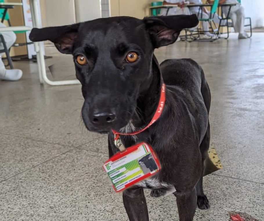 Cachorro Pantera