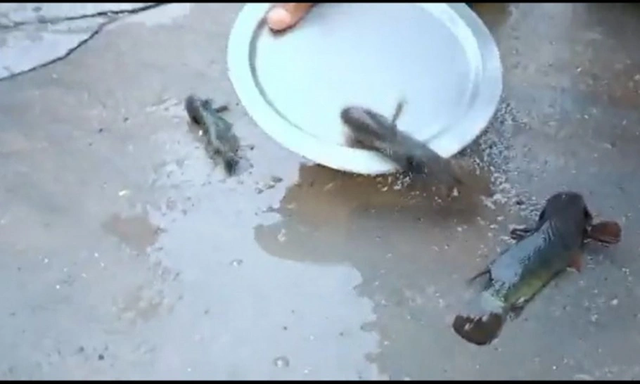 Chuva de peixes na Índia