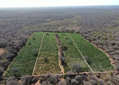 Hectares de maconha encontrados pela PM