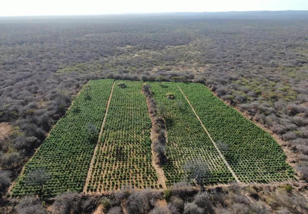 Hectares de maconha encontrados pela PM